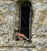 KESTREL