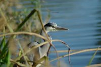 537328_10151946549526311_1448858160_n