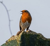 IMG_7322