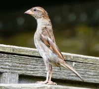 IMG_7326