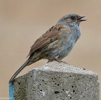 IMG_7336