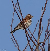 IMG_7351