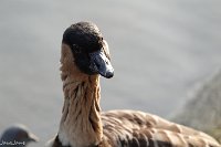 JJG08556