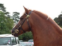 DSCF06942003_08_27_11_54_55