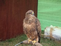 eagle_bucks_county_show