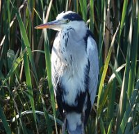 JJG07183