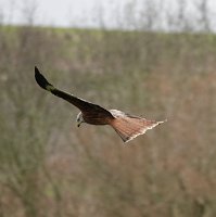 IMG_1510