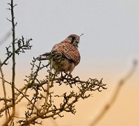 IMG_1521