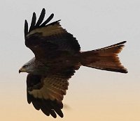IMG_1522