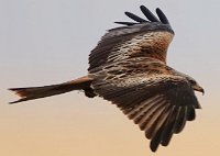 IMG_1529