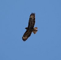 JJG07866