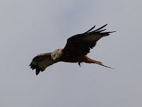 JJG08962