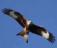 REDKITE