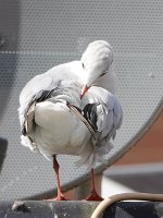 JJG03752