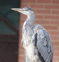 JJG06686JJ