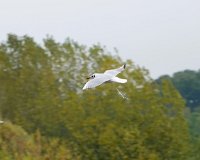 JJG08021