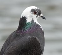 JJG08203