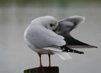JJG09111